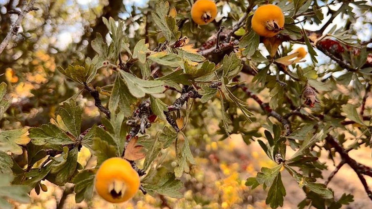 Kimine şifa, kimine geçim kaynağı: Prostat ve tansiyona iyi geliyor