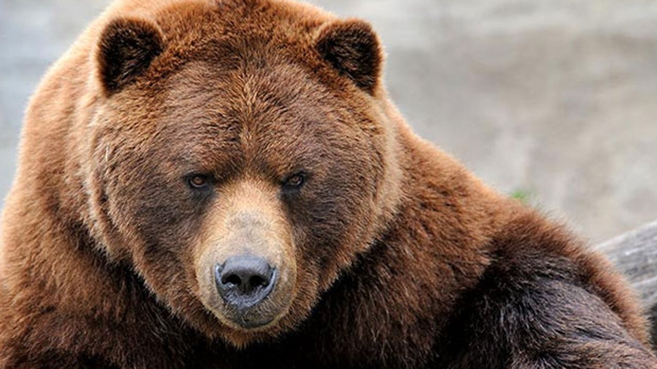 Mantar toplarken ayı saldırdı! Bir kadın öldü, diğeri kayıp