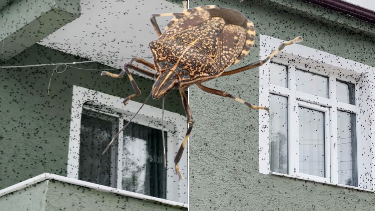 ‘Kokarcalar’ iki ilçeyi istila etti