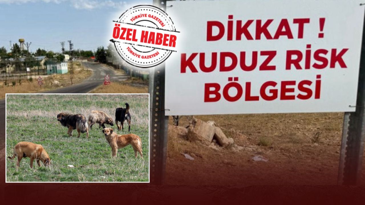 Türkiye’nin ayıbı! Yılda 500 bin kişi kuduz aşısı oluyor