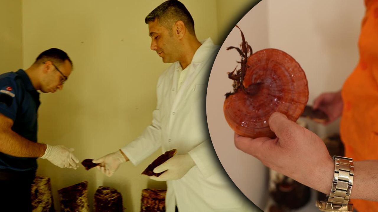 Adana cezaevinde mahkumlar üretti! Kansere şifa oluyor, kilosu 15 bin TL