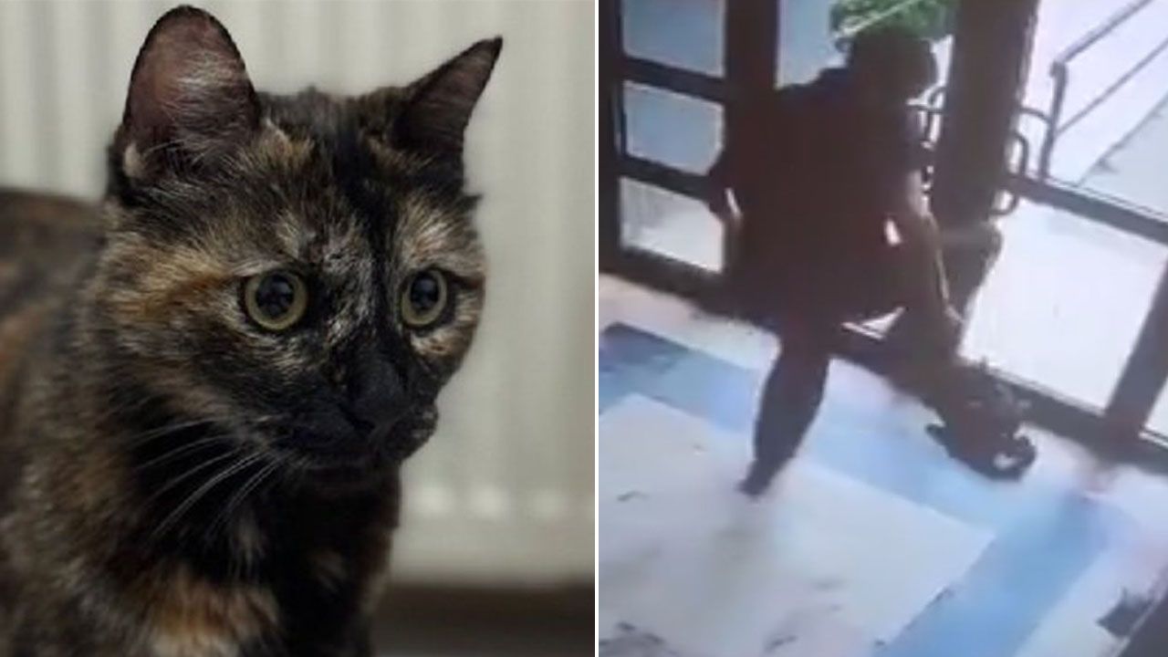 Cezve'yi işkence ederek öldürmüştü! O caninin cezası belli oldu