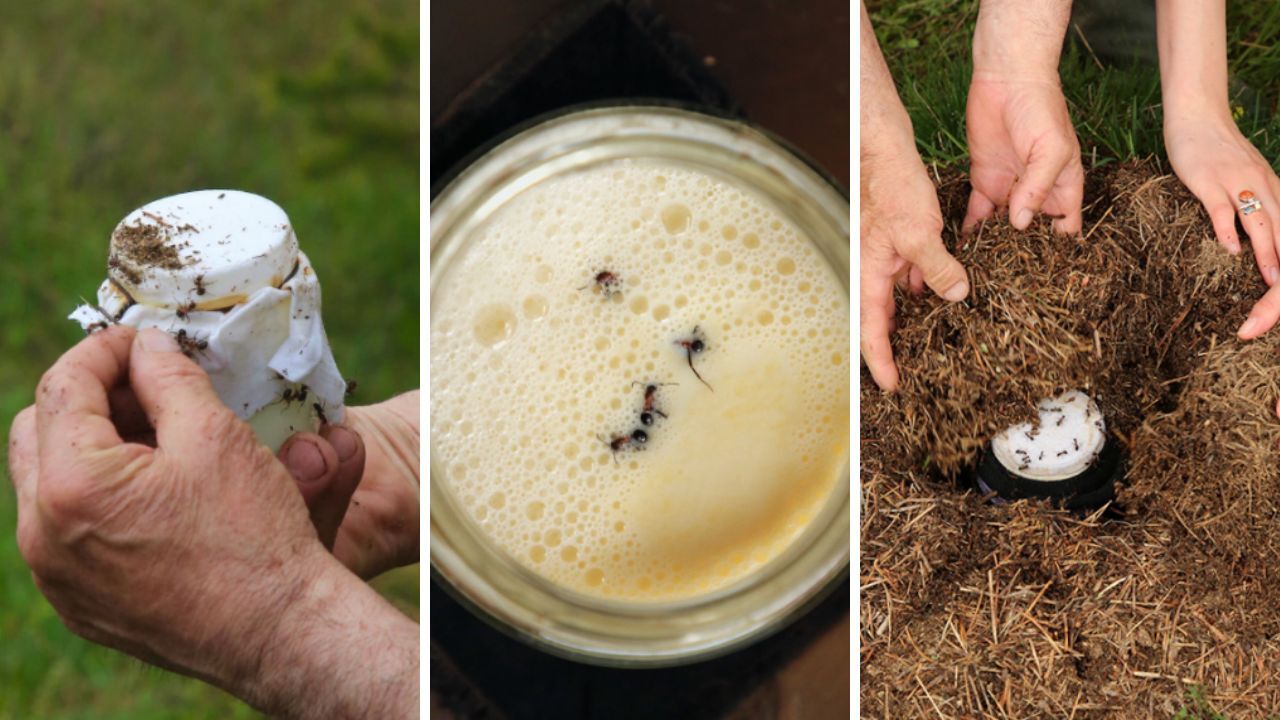 9 bin yıllık Anadolu geleneği... Görenler şaşkına döndü: Bu yoğurt 'karınca' ile mayalandı