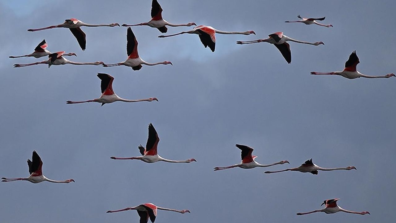 Kuşlar göç etmeyi bıraktı, doğa alarm veriyor! İnsanlık için büyük tehlike