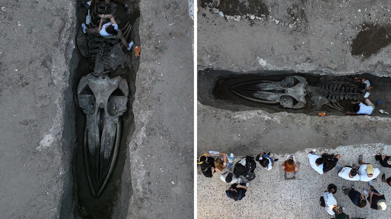 Mersin'de 14 metrelik Fin balinasının iskeleti ortaya çıkmaya başladı