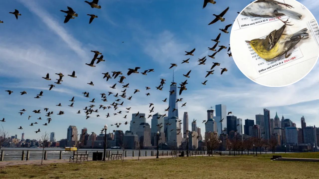 Bilim insanları uyardı: Kuşlar yönünü kaybetti!