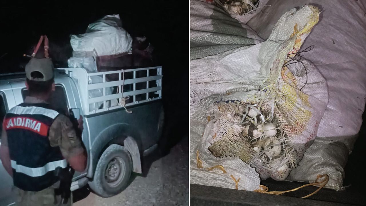 200 kilo topladı, 557 bin lira ceza yedi! Tunceli'de dikkat çeken dağ sarımsağı operasyonu