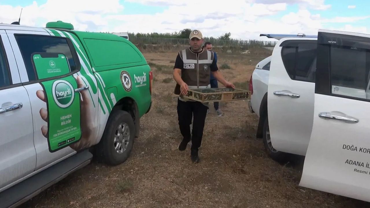 Adana'da operasyon! Otobüste 247 saka kuşuyla yakalandı, milyonluk ceza yedi