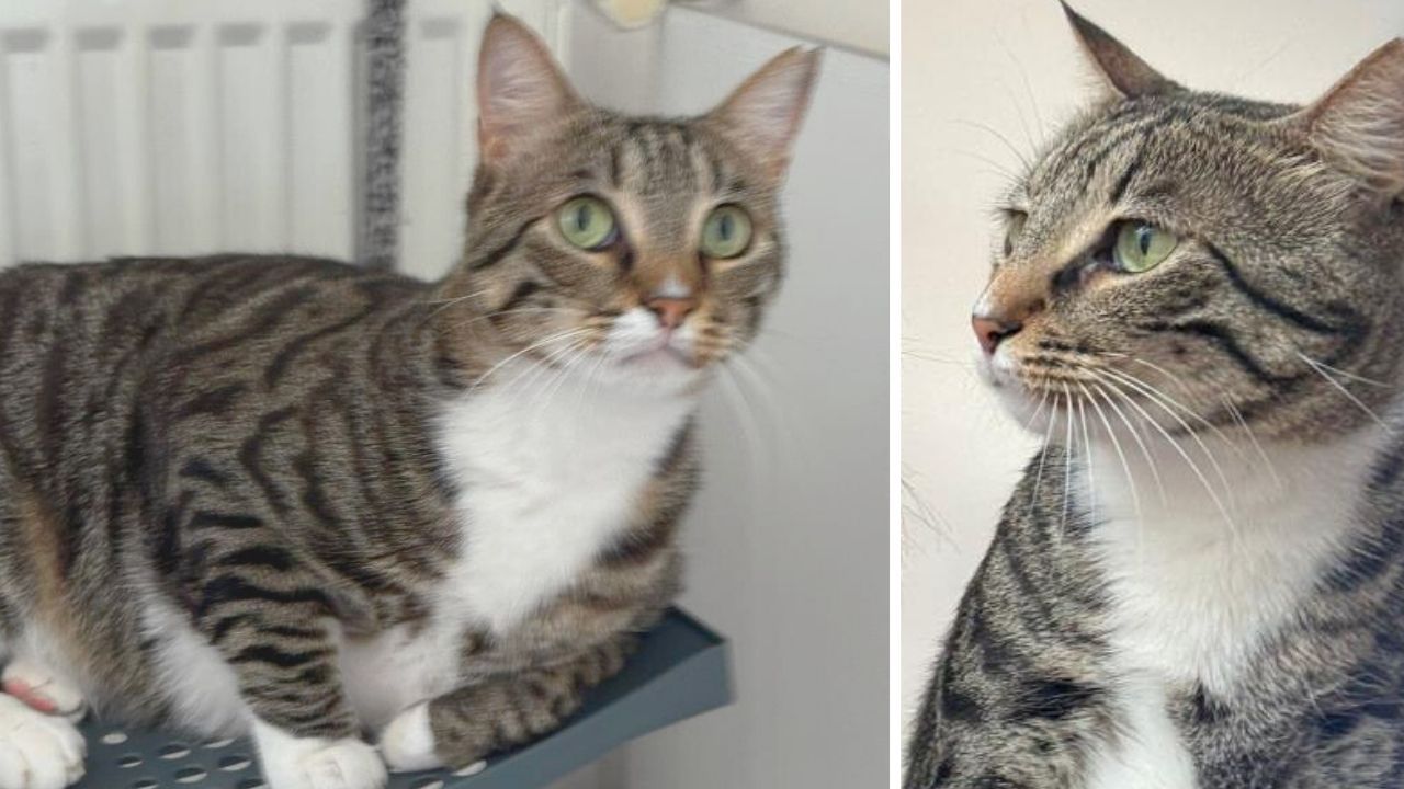 Bu kediyi bulana 100 bin TL ödül! Sokak sokak dolaşıp her yerde onu arıyor