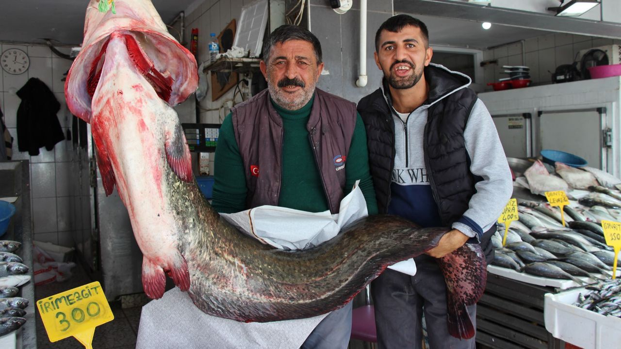 2 metre uzunluğunda 85 kilo ağırlığında! Samsun'da yakalandı, kilosu 250 liradan satıldı