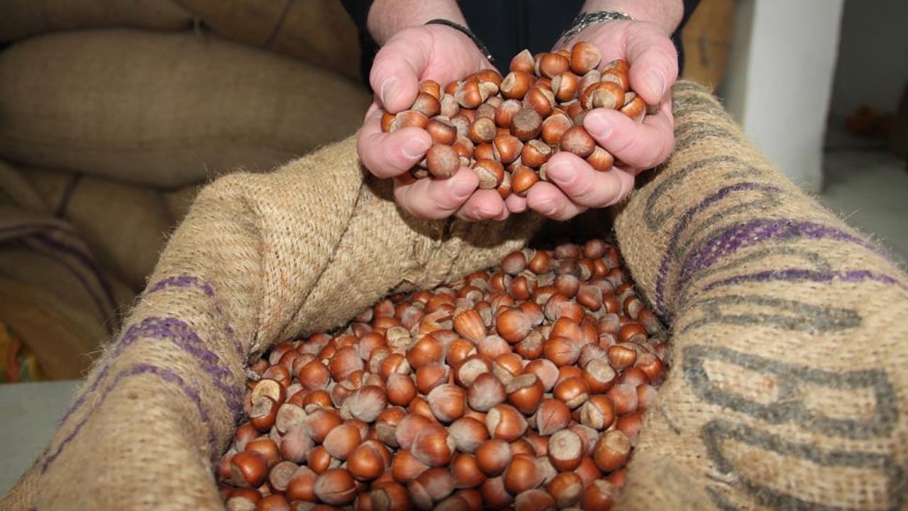 Fındık fiyatlarında son durum: Giresun