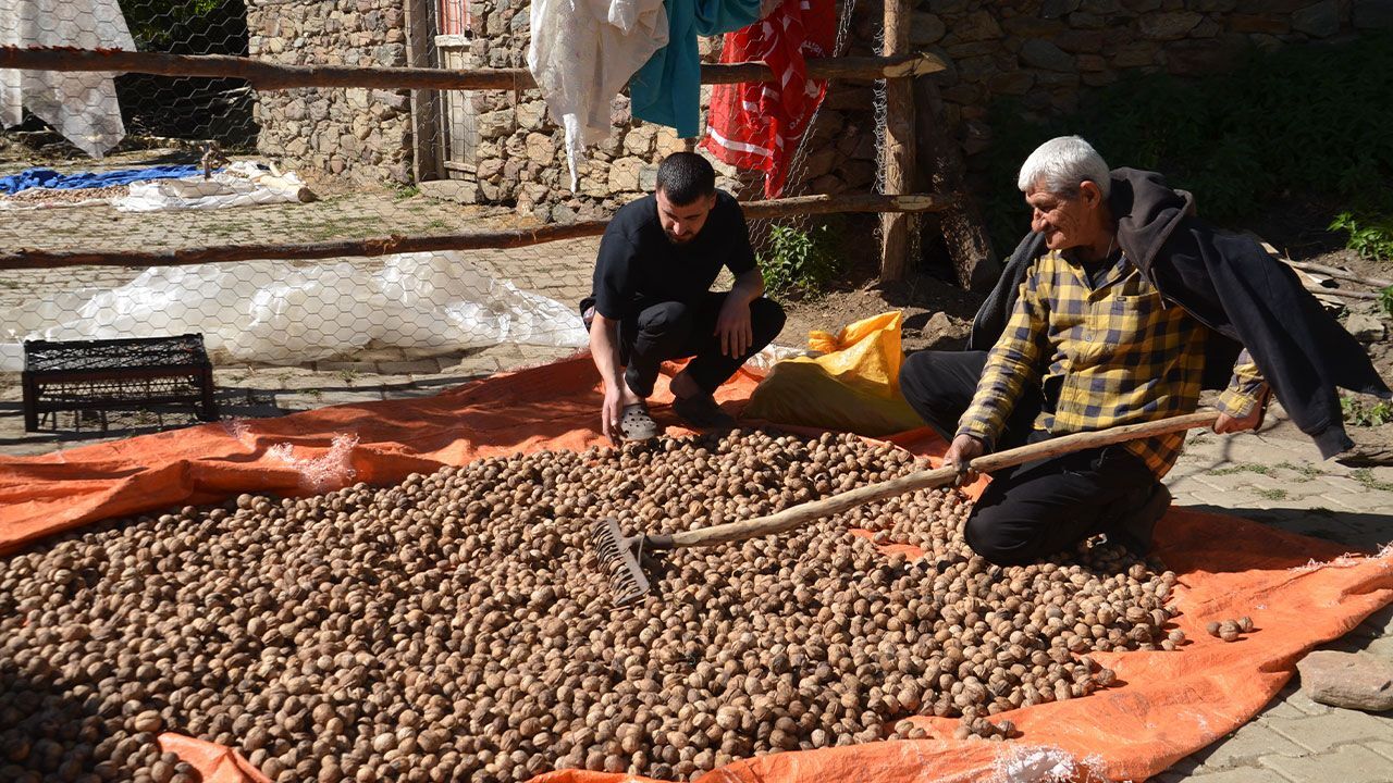 Hasat zamanı geldi! Kilosu 200 TL’den satılıyor, 200 milyon TL ekonomik katkı sağlayacak