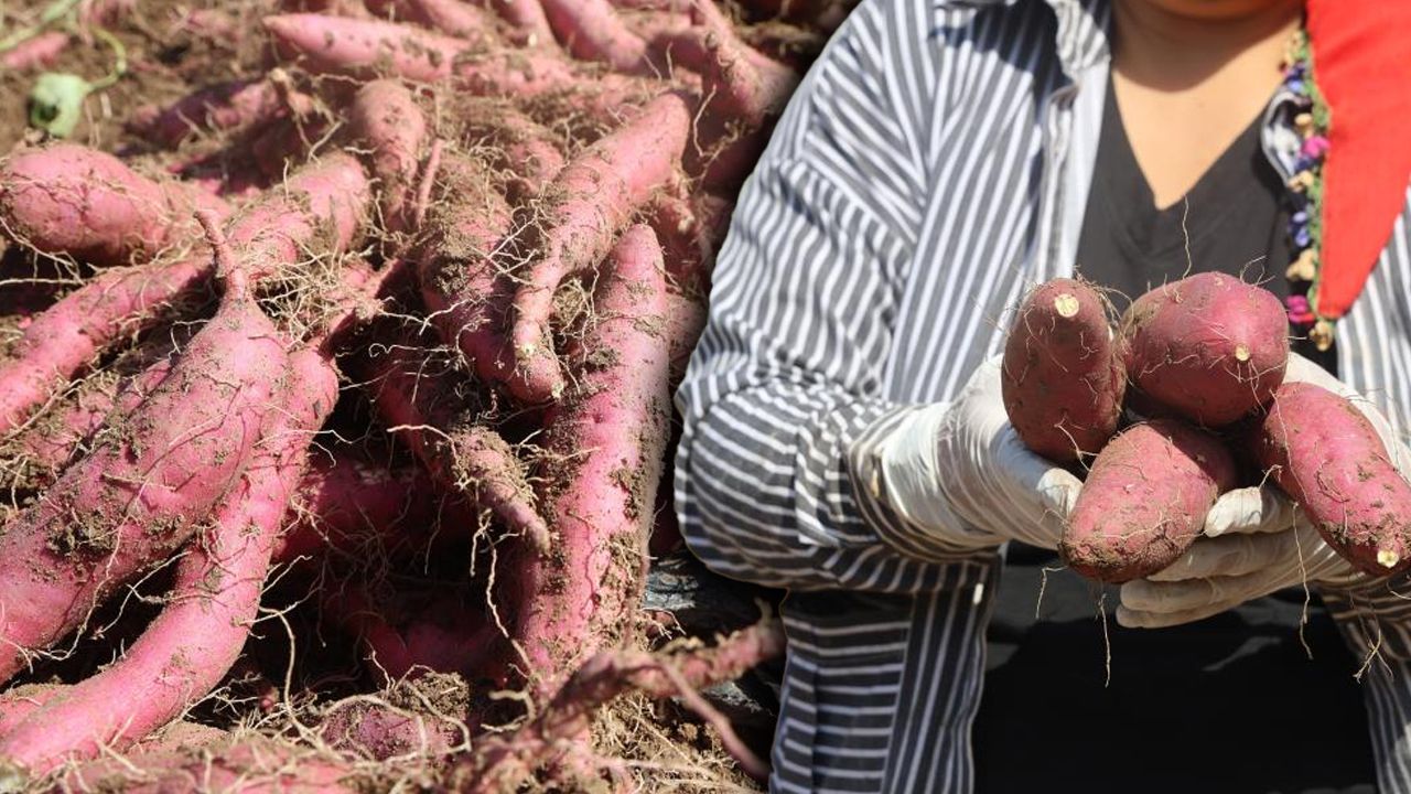 Bu patates bildiğiniz patatesten çok farklı! Tarlada kilosu 35 TL