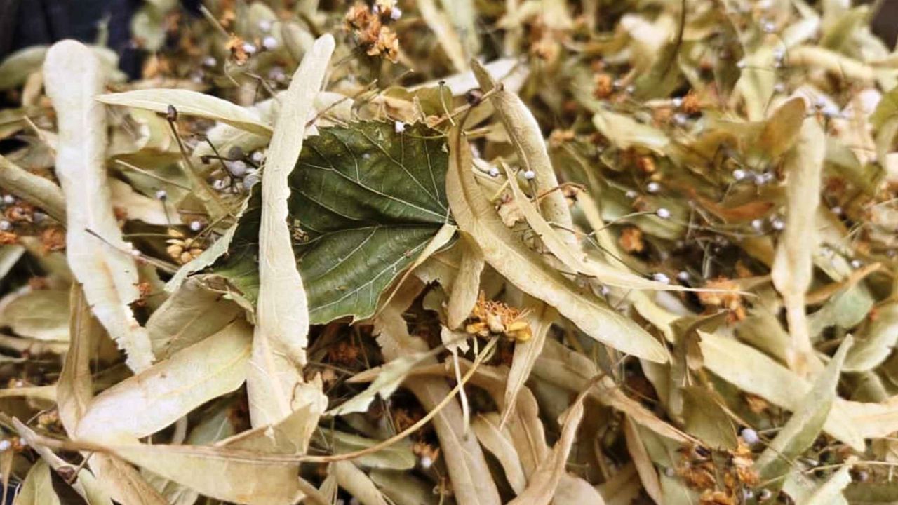 Kışın şifası ıhlamur tezgâhlarda! Fiyatı cep yakıyor