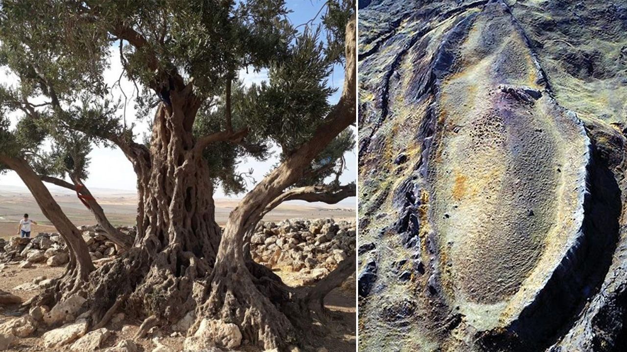 Cudi Dağı'ndaki etnobotanik araştırmalarından Nuh'un Gemisi çıktı: Zeytin ağaçları en güçlü kanıtlardan biri!