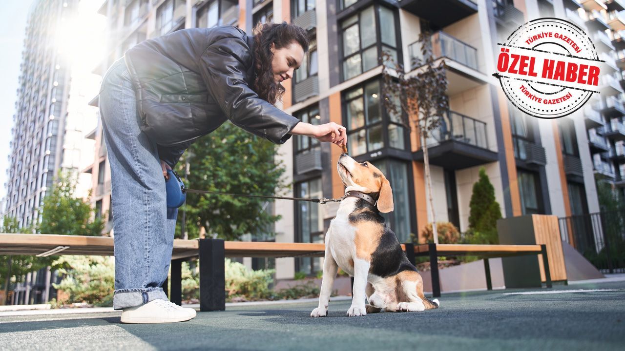 Sitelerde 'evcil hayvan' krizi! Şikayetler gitgide artıyor