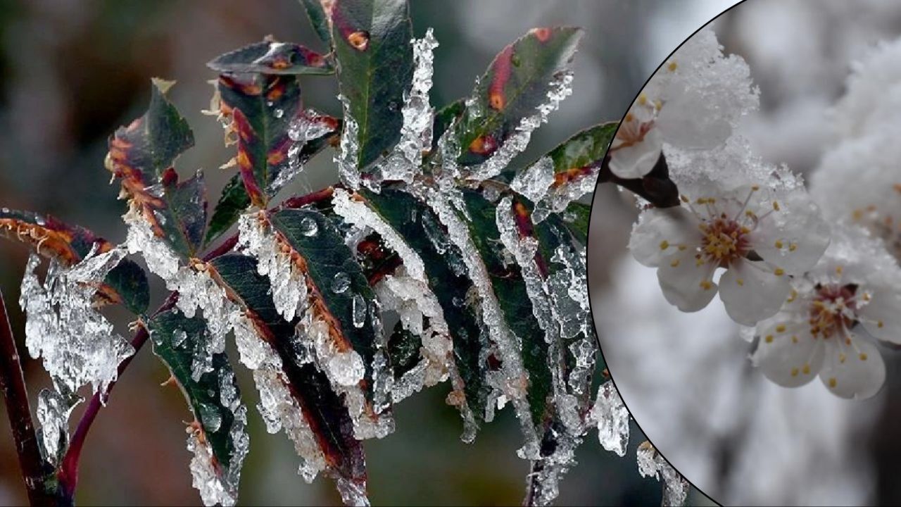 Zirai don tehdidi geri döndü! Niğde'de valilikten uyarı
