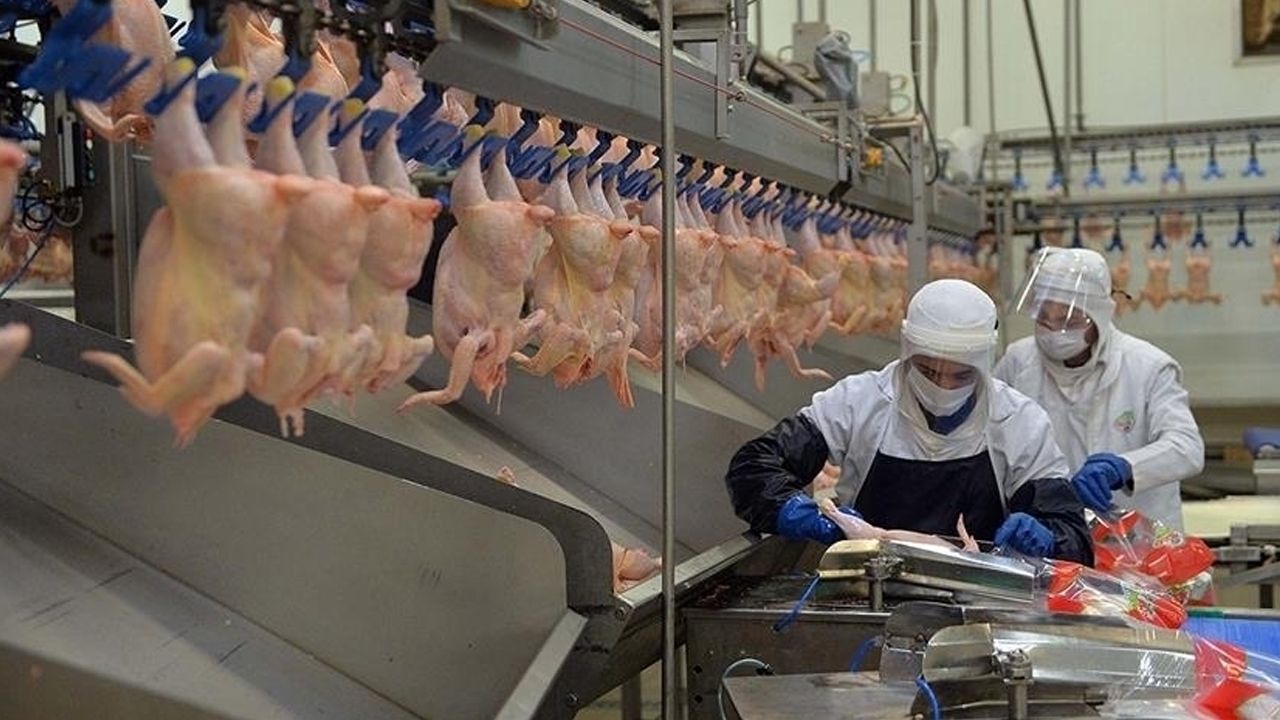 Tavuk eti üretimi ağustosta azaldı!