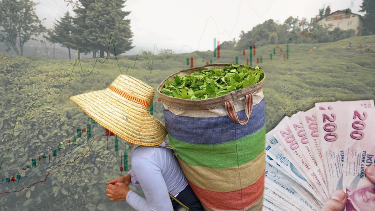 112 ülke Türk çayını tercih etti, getirisi büyük oldu! 