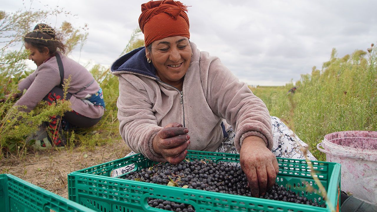 Doğal yetişen ‘süper meyve’ zirai ilaç istemiyor: Kilosu 90 TL