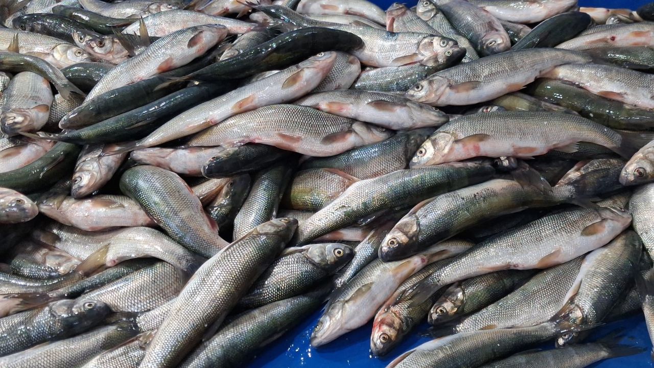 İnci kefali tezgahların en çok tercih edilen balığı oldu: Hem uygun fiyatlı hem de çok lezzetli!