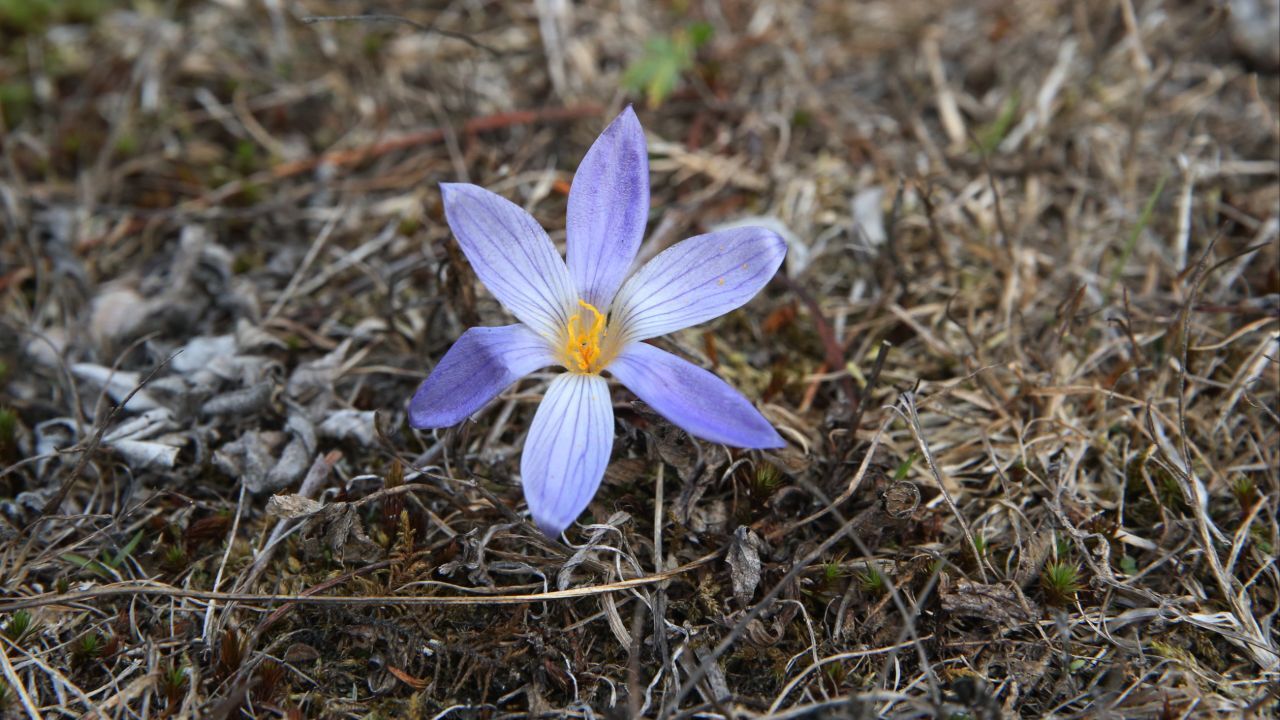 Kışı haber veren çiçek Munzur Vadisini süsledi: Dağlar ağlıyor, vargit açtı!
