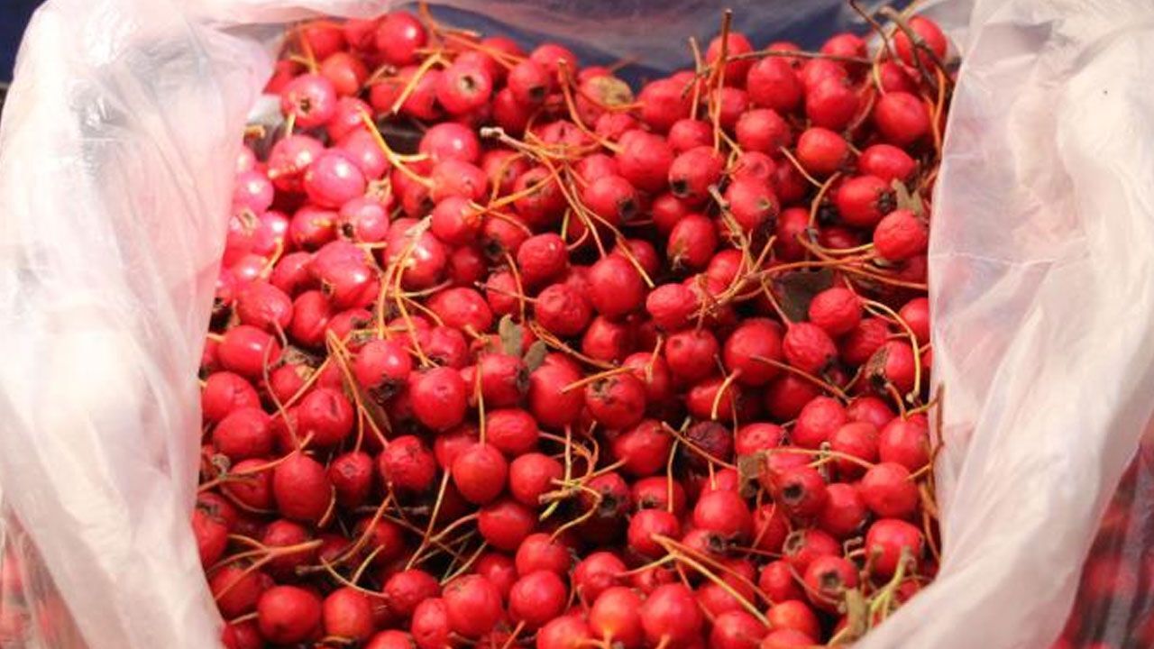 Pazarda kapış kapış gidiyor, kilosu 150 TL! İyi gelmediği hastalık yok