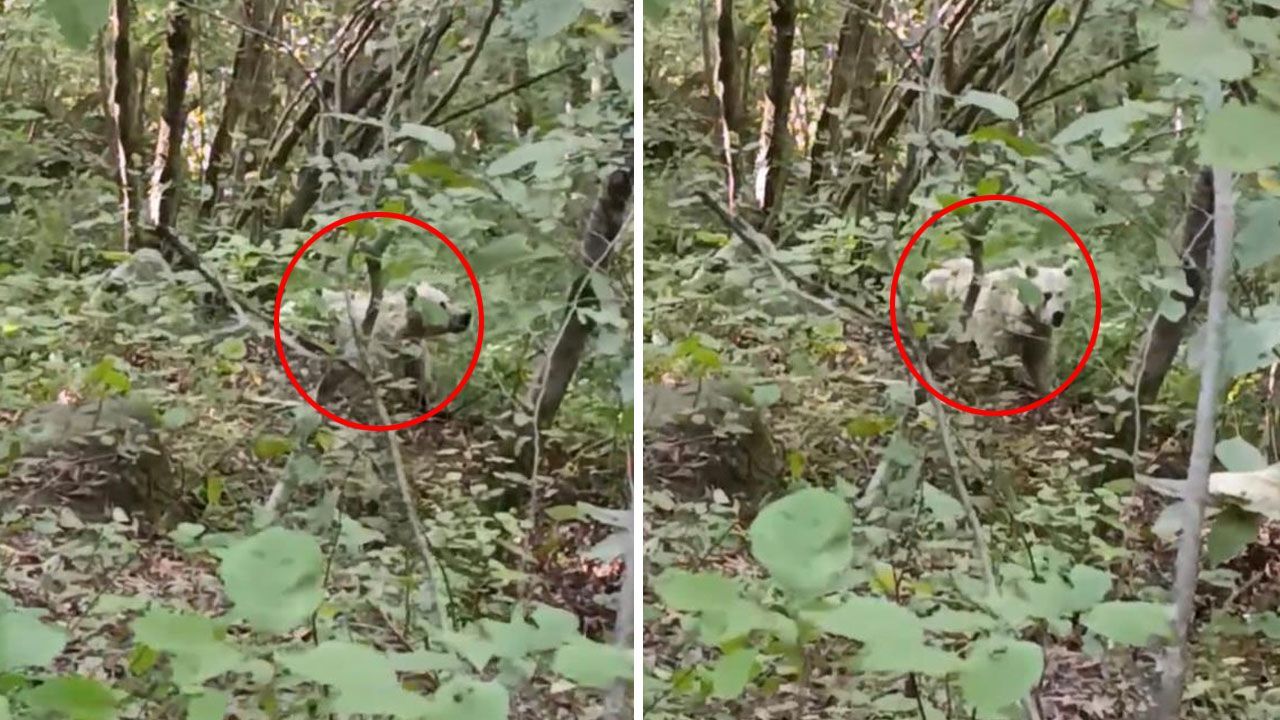 Rize'de görüntülenen beyaz ayının sırrı çözüldü! 