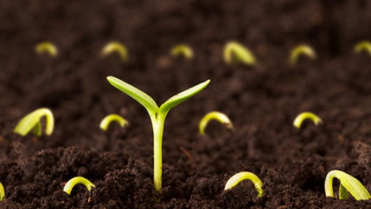 BİM'den tabiata 2,5 milyon ağaç tohumu