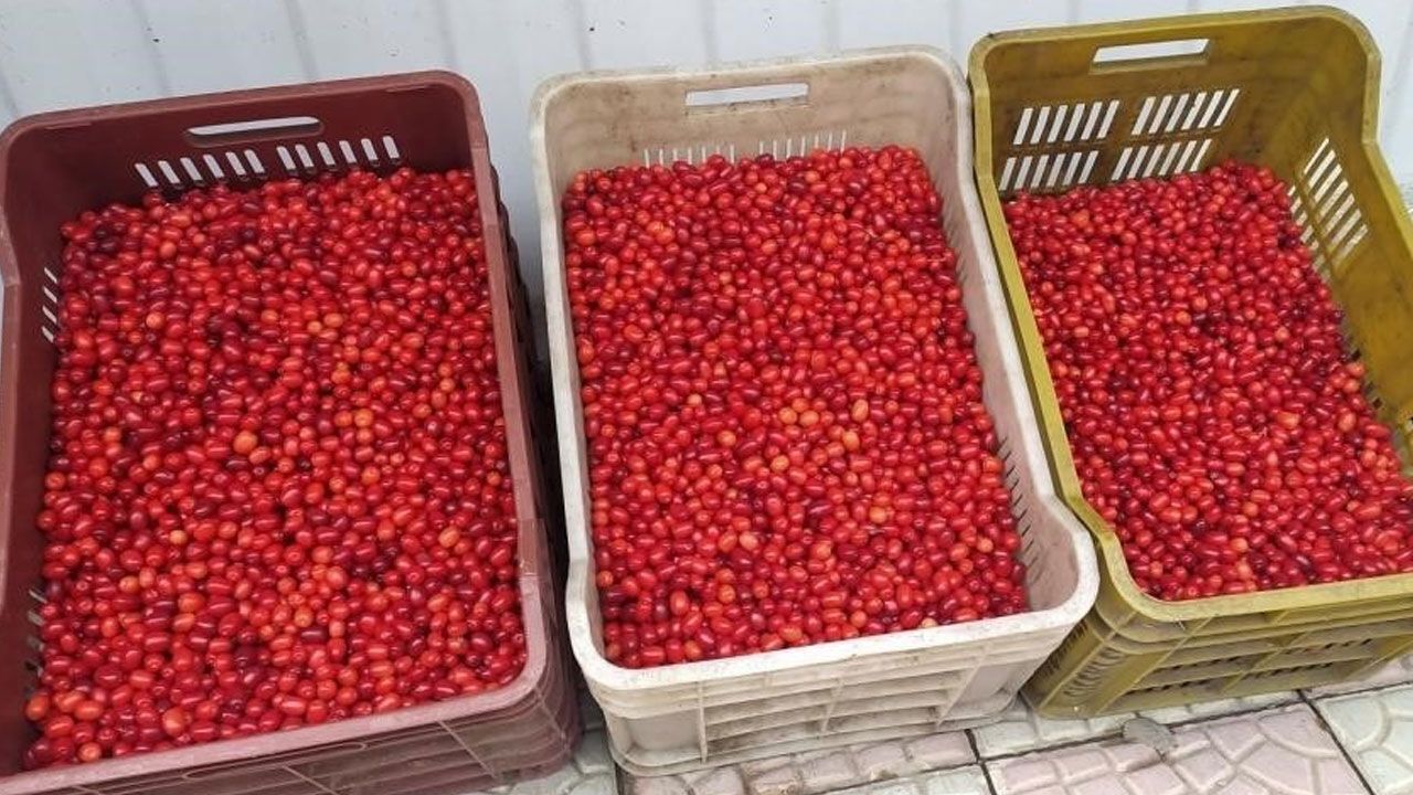 Kalsiyum, demir, magnezyum deposu… Kansere karşı koruyor