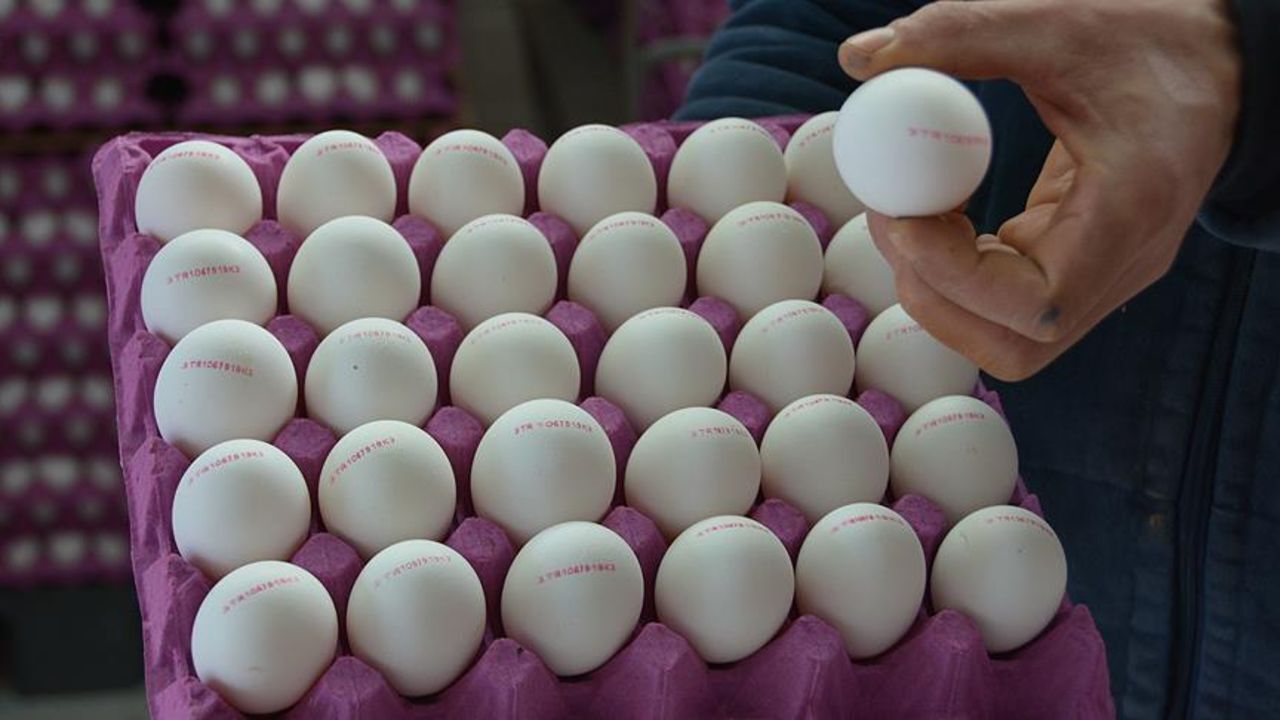 Kolisi 240 lira oldu! Yumurta fiyatını yükselten 5 sebep