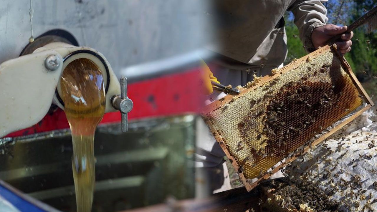 Çam balında 20 bin ton rekolte beklentisi... Tenekesi 5 bin 300 liradan alıcı buluyor