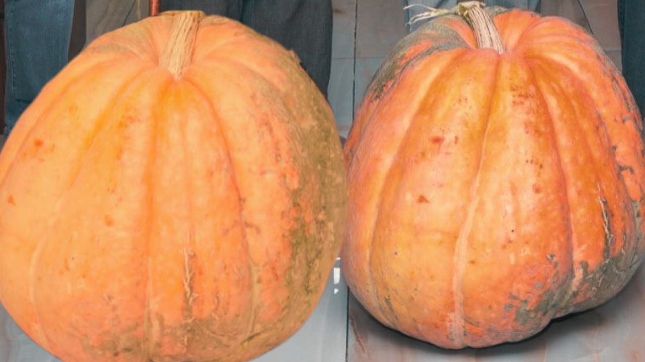 Hakkari'deki bal kabağı, görenleri şaşkına çevirdi: Türkiye'nin en büyüğü!