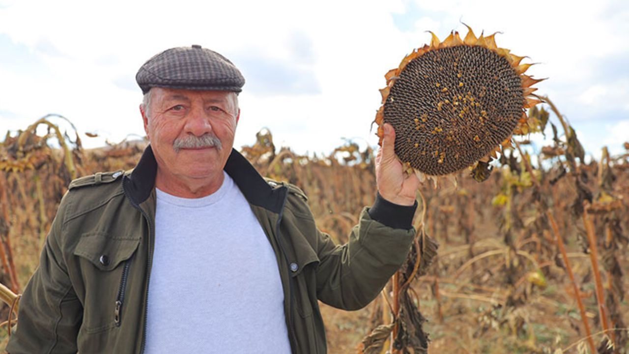 Ekim alanı genişledi, üreticinin yüzü güldü! "Olmaz bu memlekette dediler, mükemmel sonuçlar aldım"