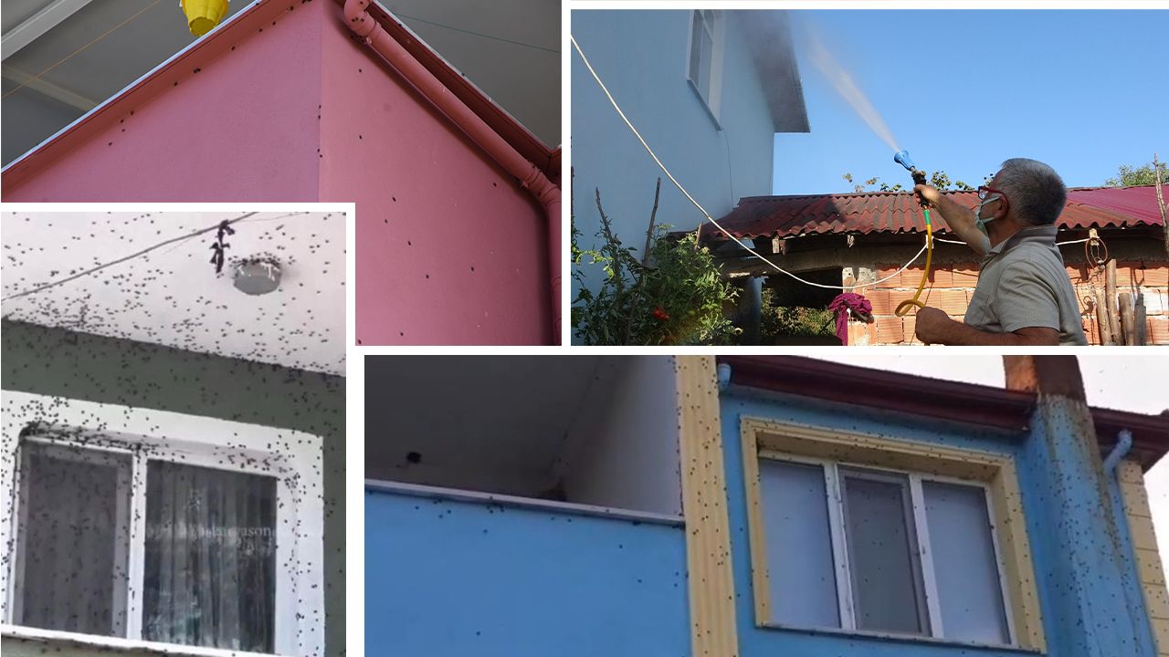 Kahverengi kokarca için Türkiye seferber oldu: Kimse baş edemeyince Bakanlık devreye girdi