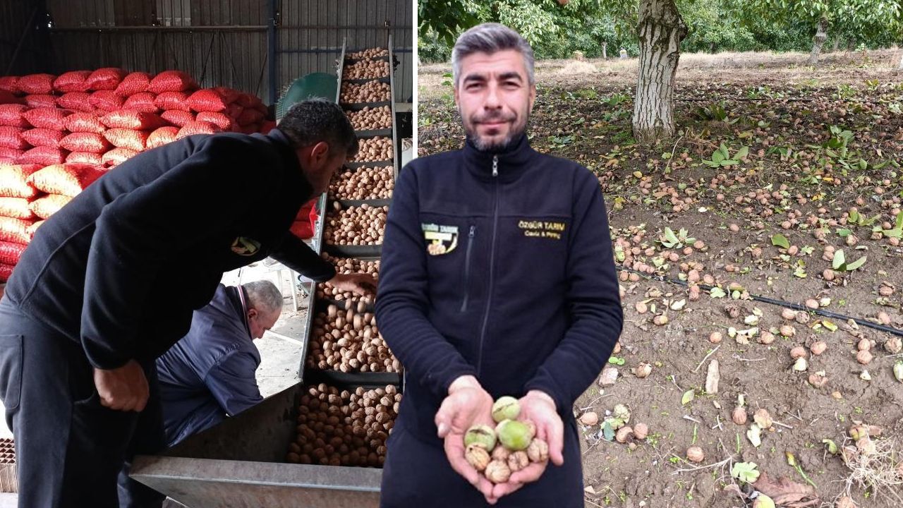 Hasat başladı, bereket yağdı! 500 tonu buluyor, İstanbul, Ankara, Tekirdağ