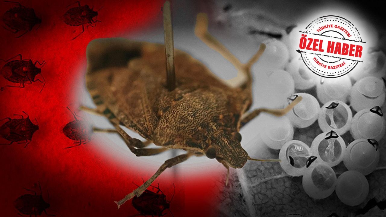 37 ile yayıldı, fındık üreticisini vurdu! Kahverengi kokarca böceğine karşı Samuray arıcıkları sahada