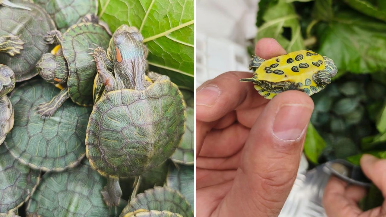 Bolu'da otobüs bagajından istilacı tür 500 kaplumbağa çıktı!