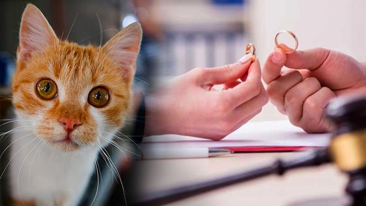 Bu da kedi nafakası! Boşanma davasında dikkat çeken karar