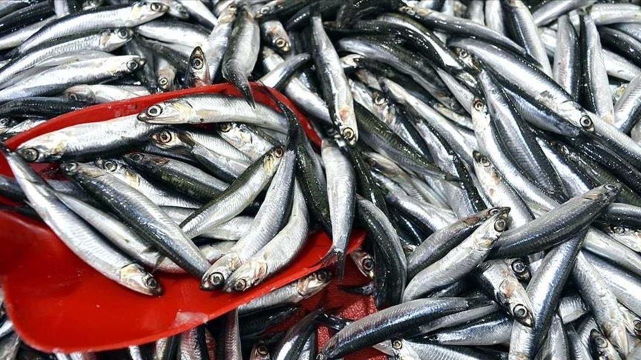 Hamsi bollaştı, fiyat düştü! Kilosu bakın kaç lira oldu