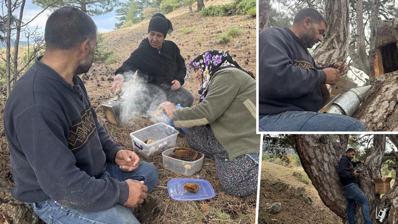 Şehir şehir, dağ taş demeden onu arıyorlar! Kilosu 5 bin liralık şifa deposu...