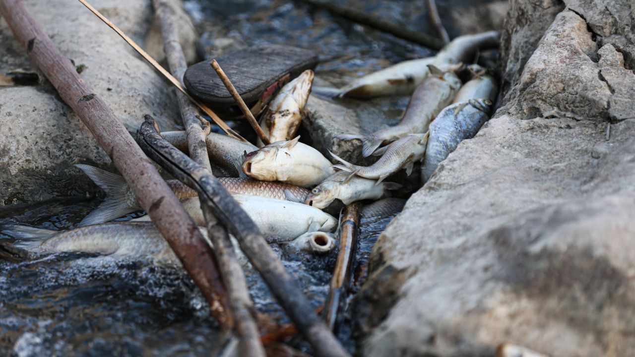 Sular siyaha döndü, balıklar kıyıya vurdu! Ceyhan Nehri yine alarm veriyor