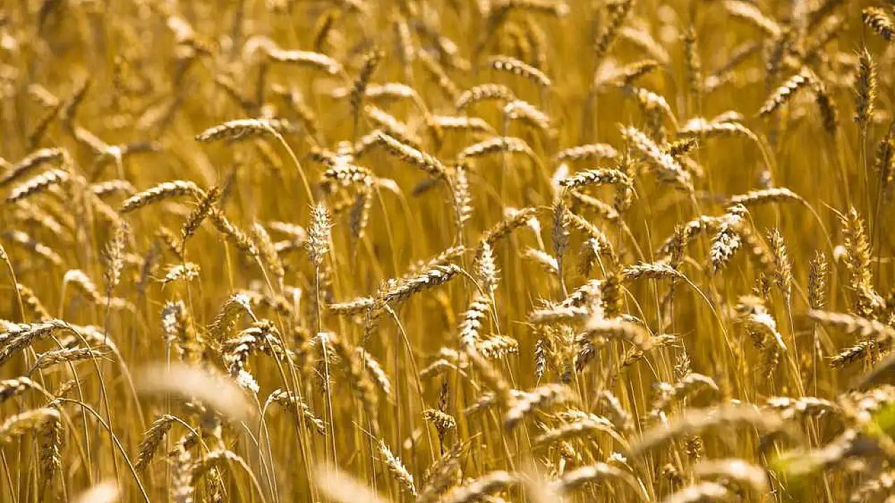 TİGEM 450 ton yulaf alacak