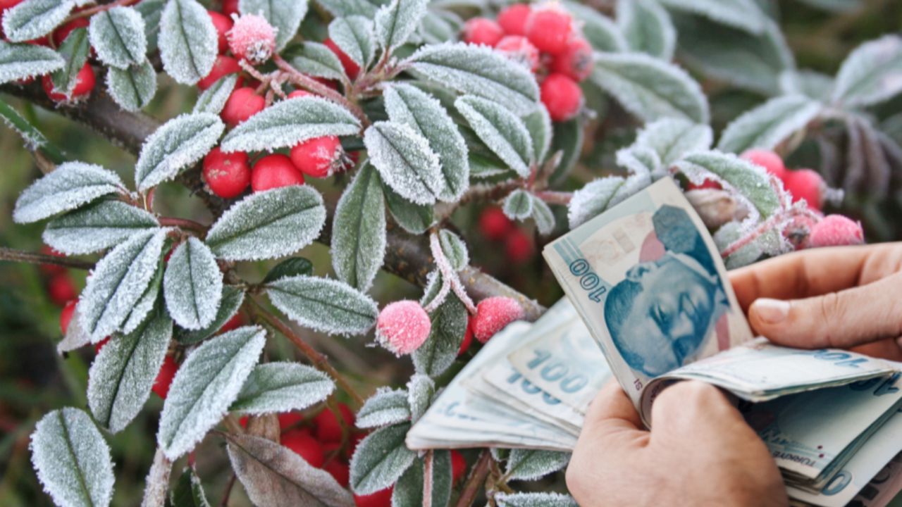 Zirai donun vurduğu çiftçiye bakanlıktan müjde! 13 milyar TL'lik destek ödemesi için tarih belli oldu