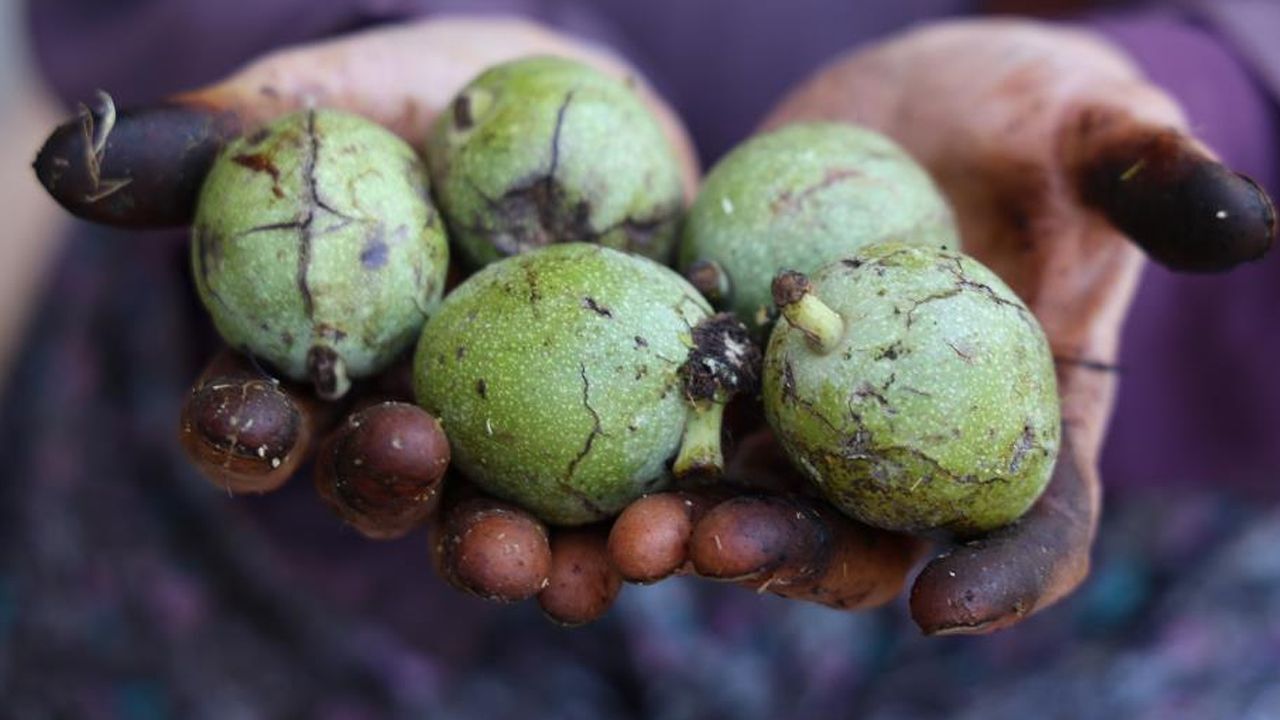 Cevizde hasat yapıldı! Bu yıl kilosu 150 lira civarında