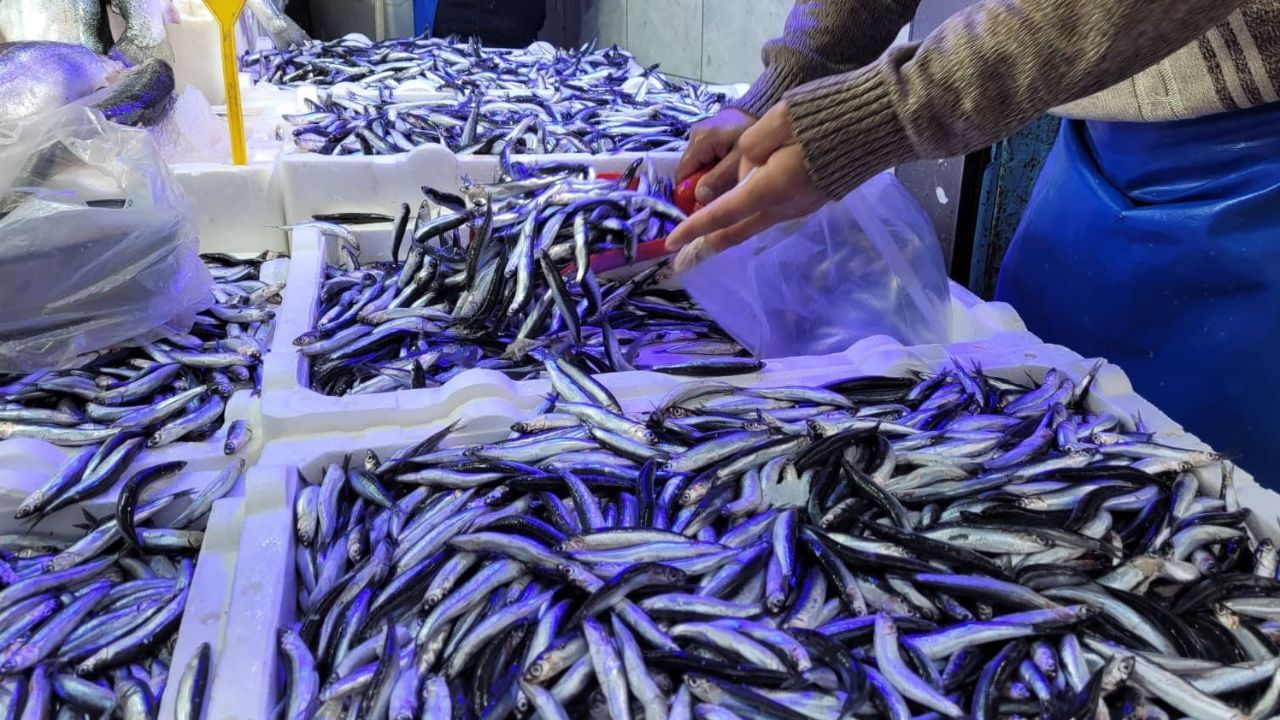 Hamsi ve istavrit 75 liraya düştü! Kapış kapış satılıyor