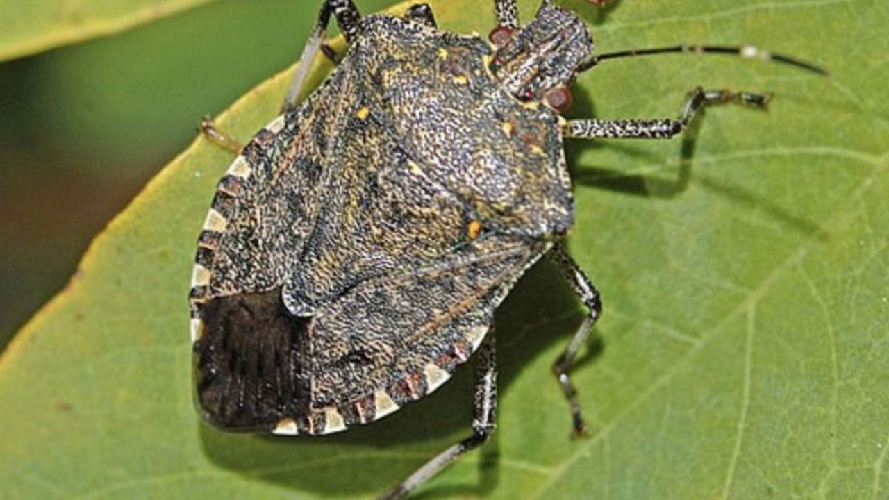 İklim değişti, tehlike yayıldı! Tarımı vuran böcek Sivas’ta görüldü