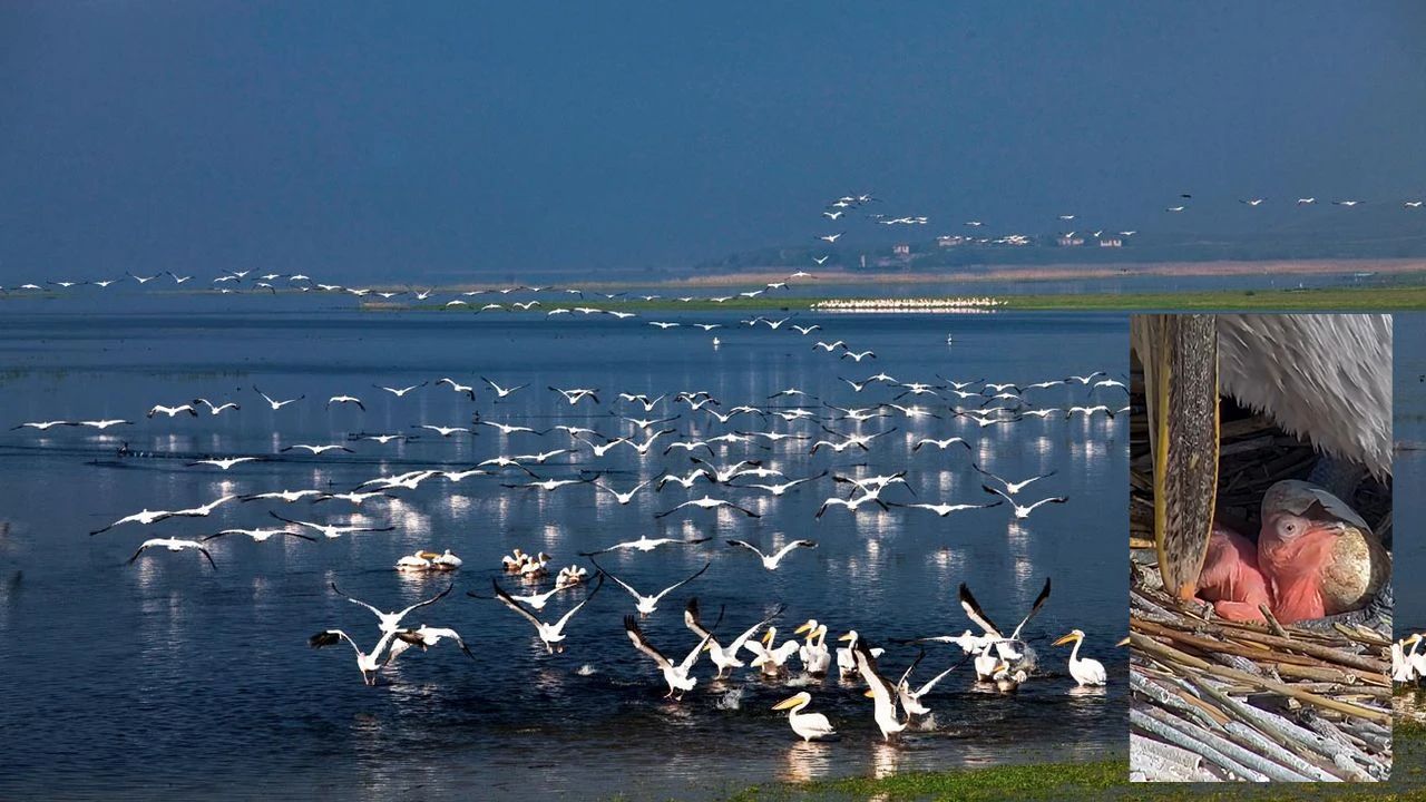 Manyas'ta hayat yeniden başladı