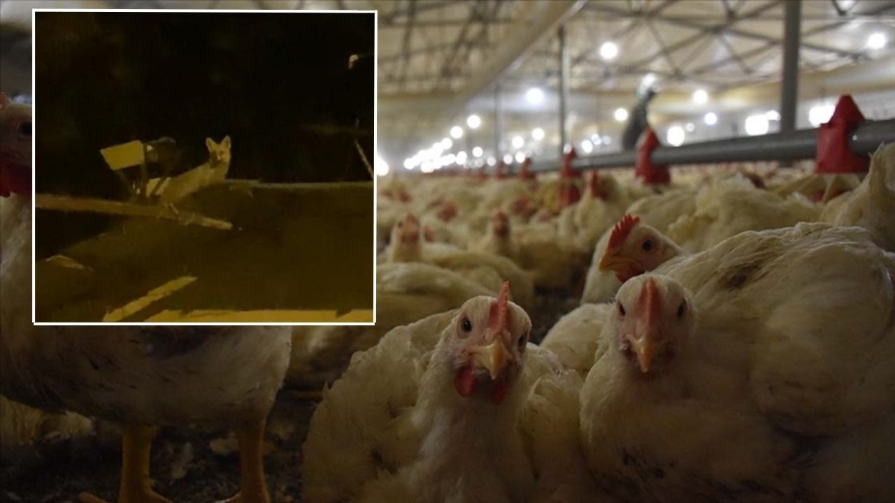 Ankara'da nöbet tutan vatandaş şoke oldu: Tavuk hırsızını yerde ararken gökte buldu!