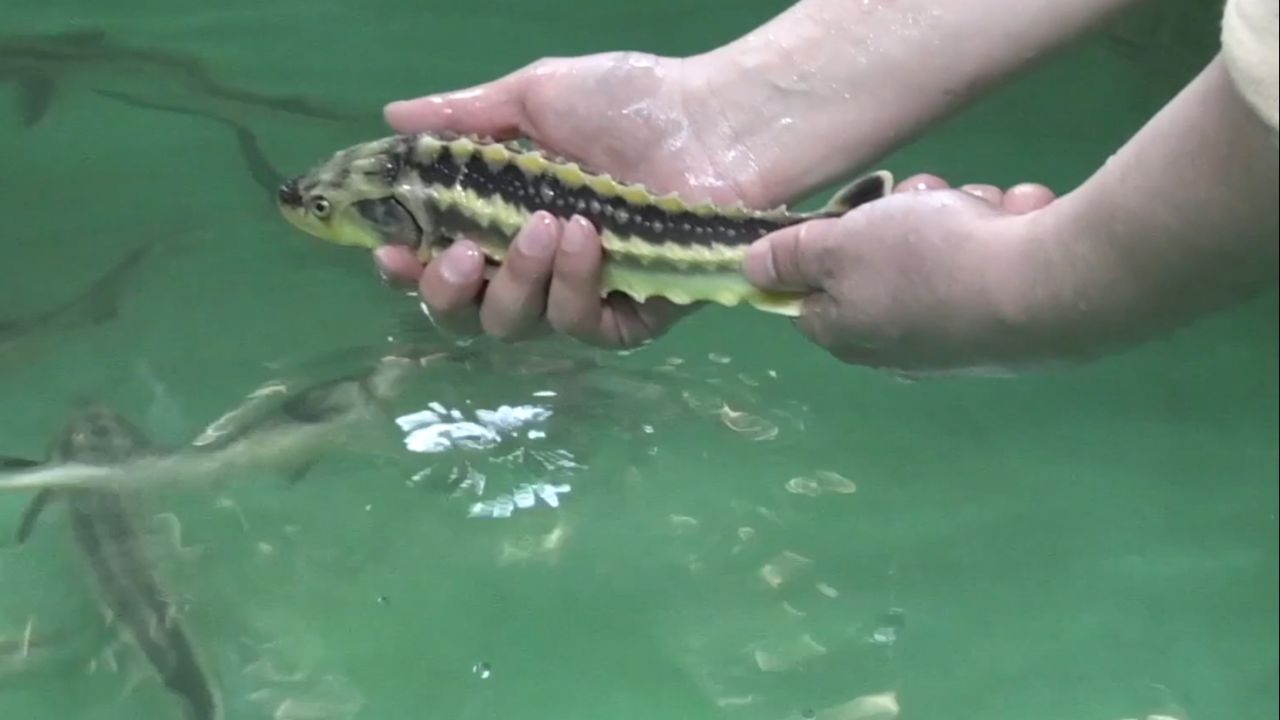 Nesli tükenmekte olan Mersin balığı için 4 ülke seferber oldu!